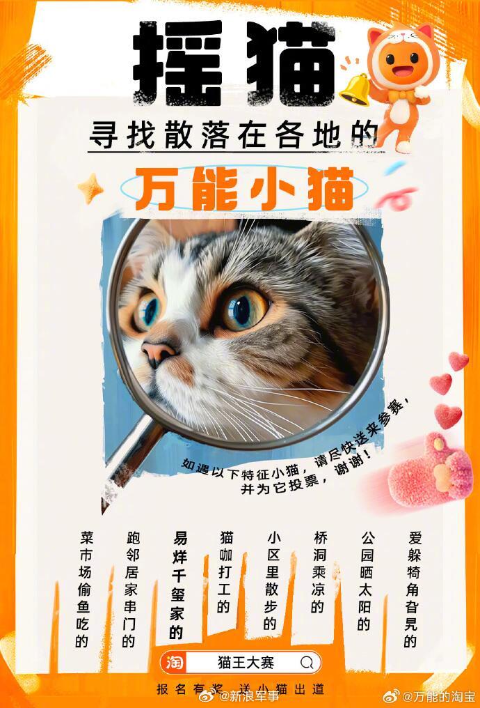 猫星秀最新涨人气，探索猫咪的魅力与影响力